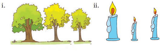 Lina's Family (Measurement) Diagram 13
