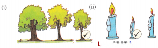Lina's Family (Measurement) Diagram 14