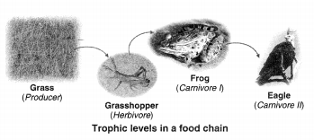 Our Environment Diagram 1