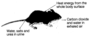 Our Environment Diagram 4