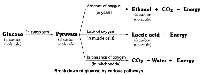 Life Processes Diagram 1