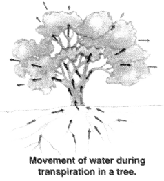 Life Processes Diagram 2