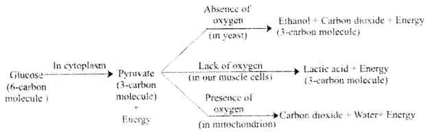 Life Processes Diagram 23