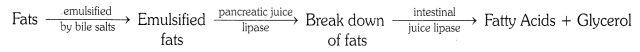 Life Processes Diagram 4