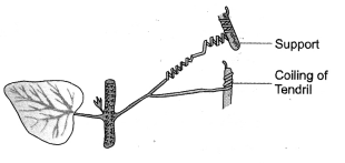 Control and Coordination Diagram 3