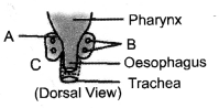 Control and Coordination Diagram 4