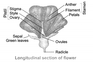 How do Organisms Reproduce Diagram 1