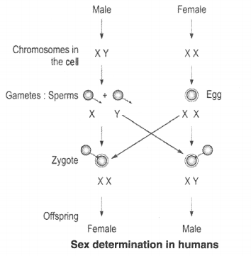 Heredity and Evolution Diagram 1