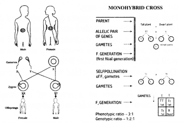 Heredity and Evolution Diagram 18