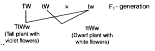 Heredity and Evolution Diagram 4