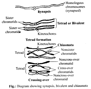 Cell Cycle and Cell Division Diagram 2