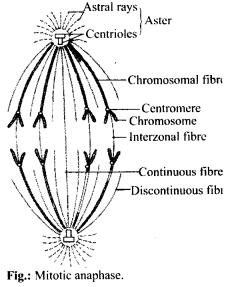 Cell Cycle and Cell Division Diagram 5