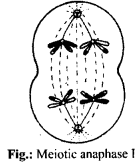 Cell Cycle and Cell Division Diagram 6