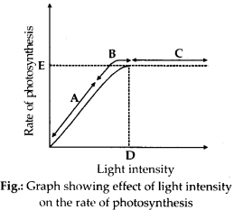Photosynthesis in Higher Plants Diagram 6