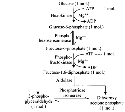 Respiration in Plants Diagram 6