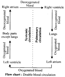 Body Fluids and Circulation Diagram 2
