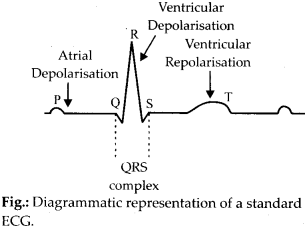Body Fluids and Circulation Diagram 5