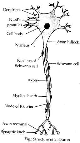 Neural Control and Coordination Diagram 1