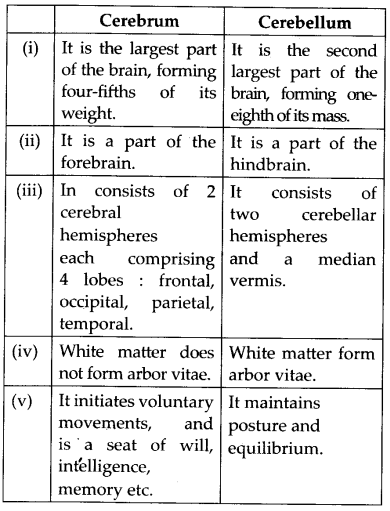 Neural Control and Coordination Diagram 10