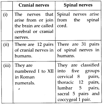 Neural Control and Coordination Diagram 15