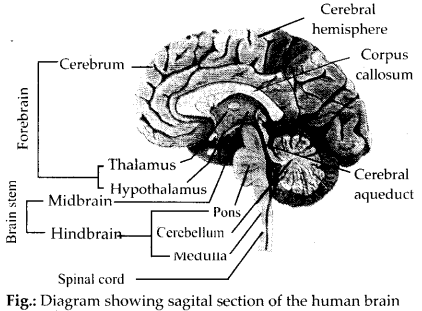 Neural Control and Coordination Diagram 2