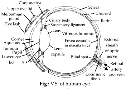 Neural Control and Coordination Diagram 3