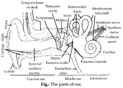 Neural Control and Coordination Diagram 4