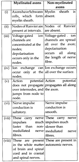 Neural Control and Coordination Diagram 5