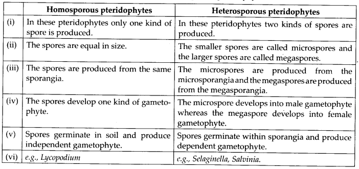 Plant Kingdom Diagram 3