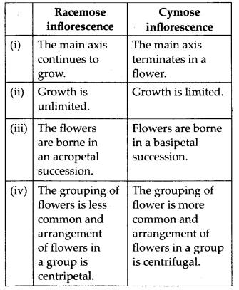 Morphology of Flowering Plants Diagram 1