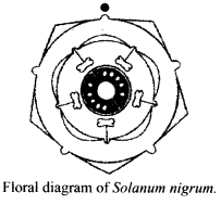 Morphology of Flowering Plants Diagram 10