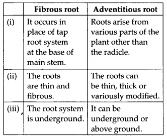 Morphology of Flowering Plants Diagram 2