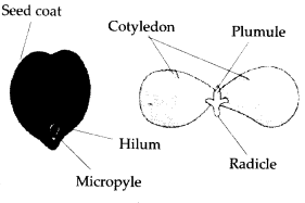 Morphology of Flowering Plants Diagram 5