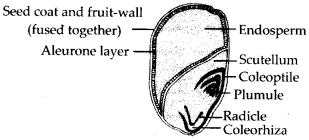 Morphology of Flowering Plants Diagram 6