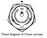 Morphology of Flowering Plants Diagram 8