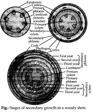 Anatomy of Flowering Plants Diagram 1