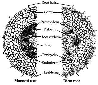 Anatomy of Flowering Plants Diagram 2