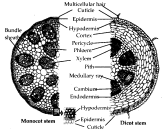 Anatomy of Flowering Plants Diagram 4
