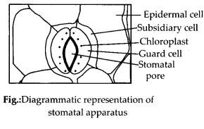 Anatomy of Flowering Plants Diagram 6