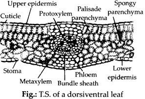 Anatomy of Flowering Plants Diagram 7
