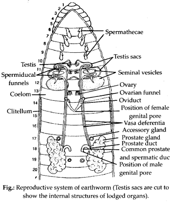 Structural Organisation in Animals Diagram 1