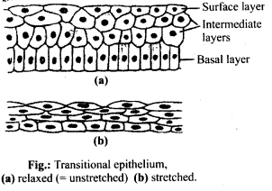 Structural Organisation in Animals Diagram 10
