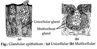 Structural Organisation in Animals Diagram 11