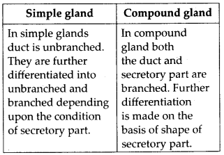 Structural Organisation in Animals Diagram 17