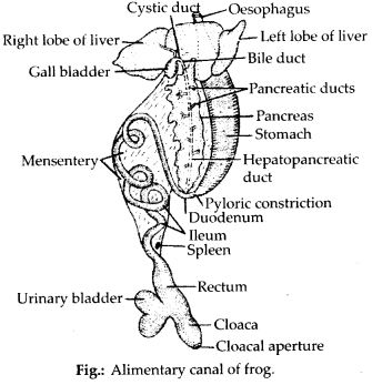 Structural Organisation in Animals Diagram 18