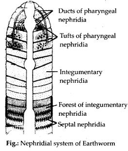 Structural Organisation in Animals Diagram 2