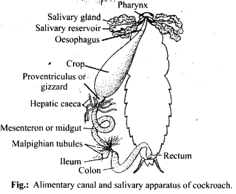 Structural Organisation in Animals Diagram 3
