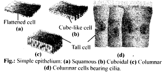 Structural Organisation in Animals Diagram 7