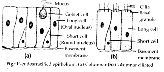 Structural Organisation in Animals Diagram 8