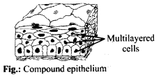 Structural Organisation in Animals Diagram 9